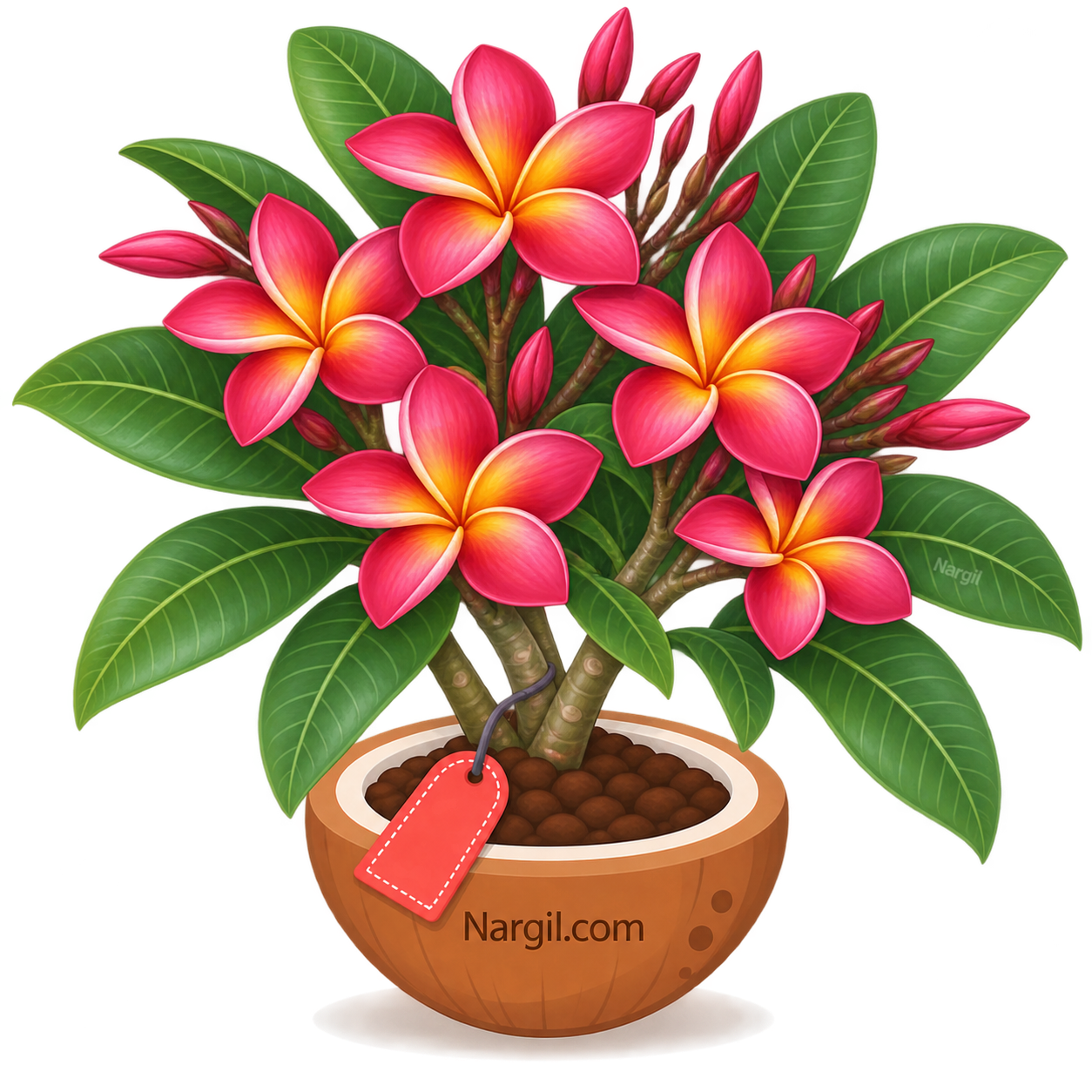 Nargil_Plumeria rubra